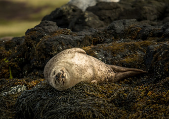 Relaxing Common Seals At The Coast Near Dunvegan Castle On The Isle Of Skye In Scotland