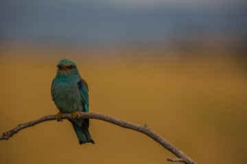 Europen roller in Montgai, Lleida, Spain