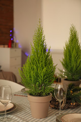 Festive table setting with thuya trees