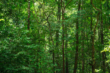 Green tropical jungle, rain forest.