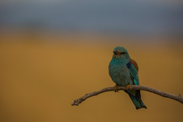Europen roller in Montgai, Lleida, Spain