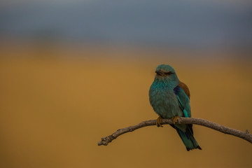 Europen roller in Montgai, Lleida, Spain