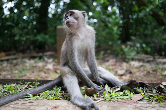 monkey sitting on ground of wood tropical forest in Malaysia