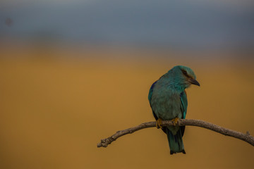 Europen roller in Montgai, Lleida, Spain