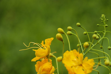 Caesalpinia pulcherrima in garden