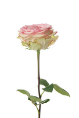 Beautiful rose on white background