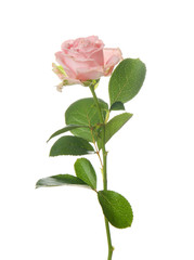 Obraz premium Beautiful rose on white background