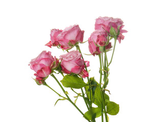 Fototapeta premium Beautiful fresh roses on white background