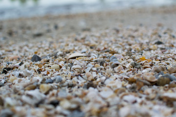 Seashell on the floor, tropical beach.