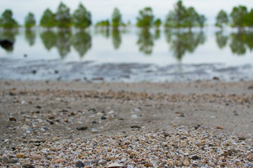 Seashell on the floor, tropical beach.
