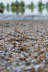 Seashell on the floor, tropical beach.