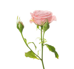 Beautiful rose on white background