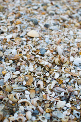 Seashell on the floor, tropical beach.