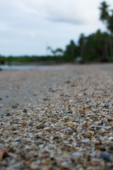 Seashell on the floor, tropical beach.