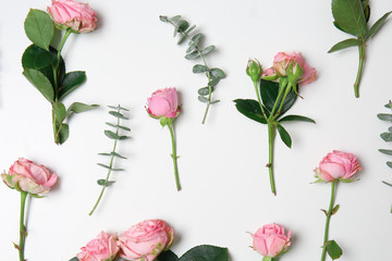 Beautiful pink roses with eucalyptus branches on white background