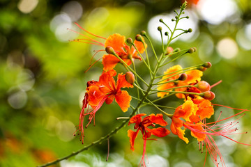 Caesalpinia pulcherrima in garden