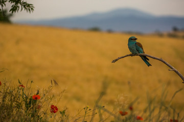 Europen roller in Montgai, Lleida, Spain