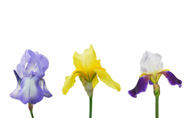 Close-up of blue and yellow iris flowers isolated on a white background