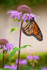 Monarch butterfly hovering on a garden flower