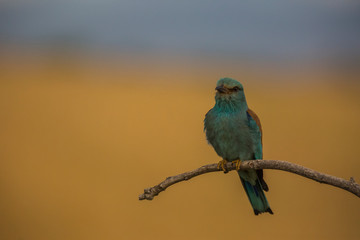 European roller in Montgai, Lleida, Spain