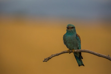 European roller in Montgai, Lleida, Spain