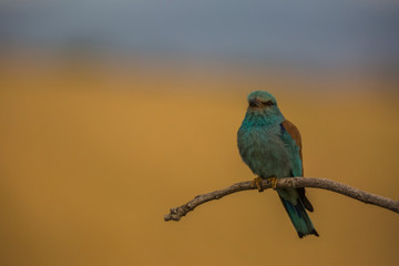 European roller in Montgai, Lleida, Spain