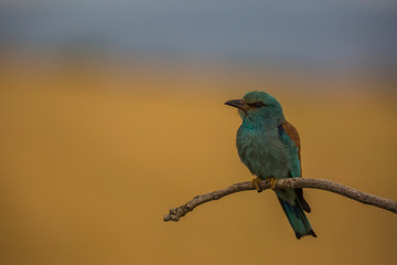 European roller in Montgai, Lleida, Spain
