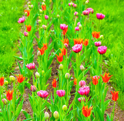 Obraz na płótnie Canvas Beautiful tulips