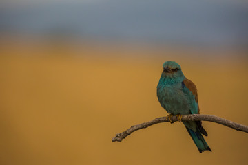 European roller in Montgai, Lleida, Spain