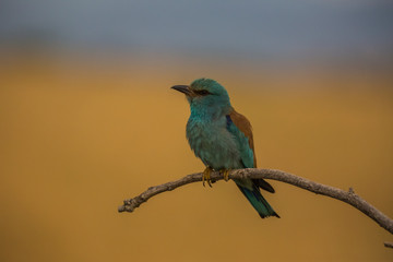 European roller in Montgai, Lleida, Spain