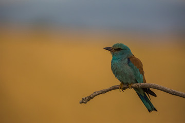 European roller in Montgai, Lleida, Spain