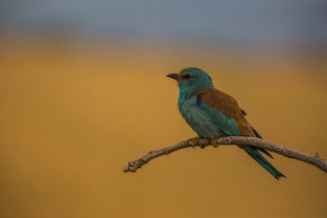 European roller in Montgai, Lleida, Spain