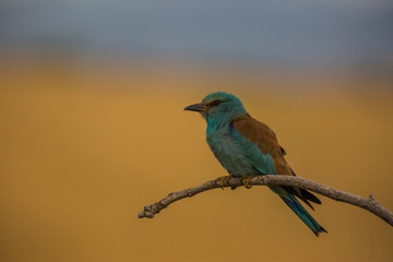 European roller in Montgai, Lleida, Spain