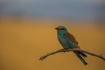 European roller in Montgai, Lleida, Spain