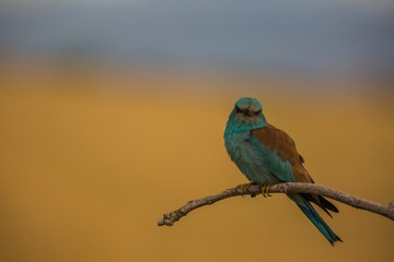 European roller in Montgai, Lleida, Spain