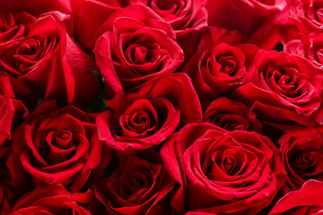 Bouquet of beautiful red roses, closeup