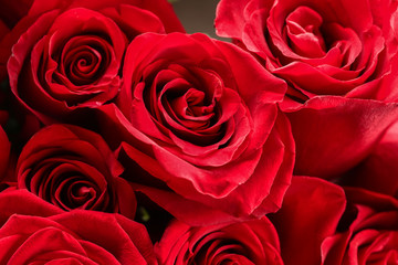 Bouquet of beautiful red roses, closeup