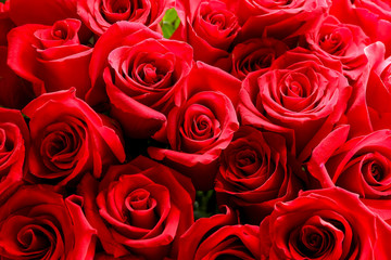 Bouquet of beautiful red roses, closeup