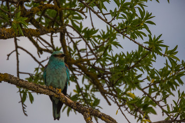 European roller in Montgai, Lleida, Spain