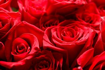 Bouquet of beautiful red roses, closeup