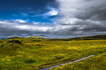 Fototapeta na wymiar Scenic Landscape With Cow At The Coast Of The Isle Of Skye In Scotland