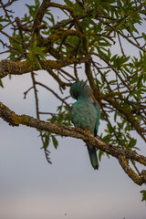 European roller in Montgai, Lleida, Spain