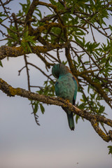 European roller in Montgai, Lleida, Spain