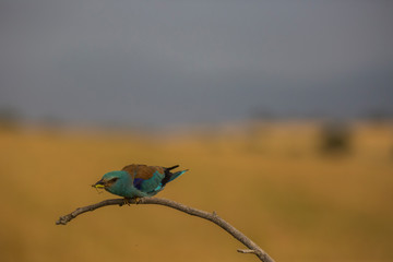 Obraz premium European roller in Montgai, Lleida, Spain