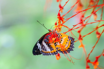 Beautiful butterfly in nature.