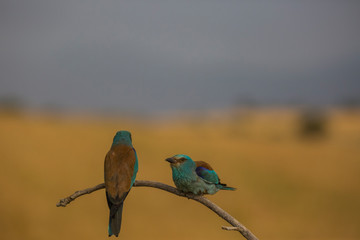 European roller in Montgai, Lleida, Spain