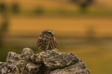 Little owl in Montgai, Lleida, Spain