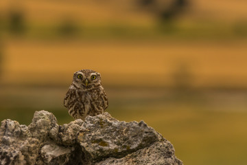 Little owl in Montgai, Lleida, Spain