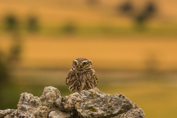 Little owl in Montgai, Lleida, Spain