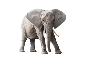 Zelfklevend Fotobehang Afrikaanse olifant geïsoleerd op witte achtergrond © Jakub Krechowicz